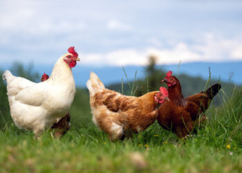 Darmgesundheit von Hühnern: Ursachen und Behandlung von Durchfall