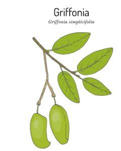 Illustration der Griffonia Pflanze mit Blaettern und Fruechten als Quelle fuer 5-HTP