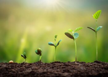 Dein Cannabis-Homegrow: Wie du mit stabiler Genetik und klassischem Geschmack deine Ernte meisterst